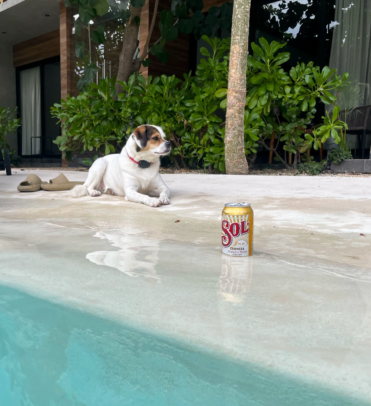 Misu enjoying the pool at Macondo in 2023